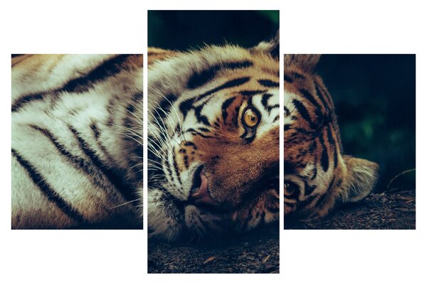 Obraz - Tiger Sibírsky (90x60 cm)