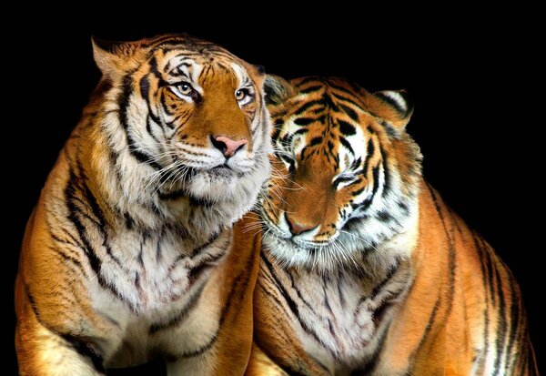 Fototapeta - Tigre (152,5x104 cm)