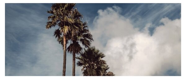 Obraz - Palmová dráma (120x50 cm)