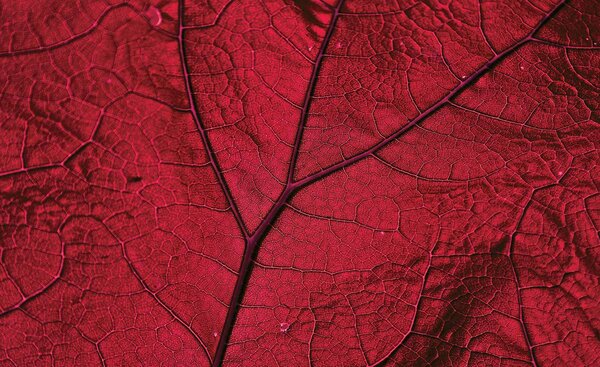Fototapeta - Makro list - červený (152,5x104 cm)