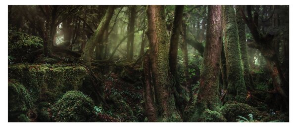 Obraz - Tajomný les (120x50 cm)