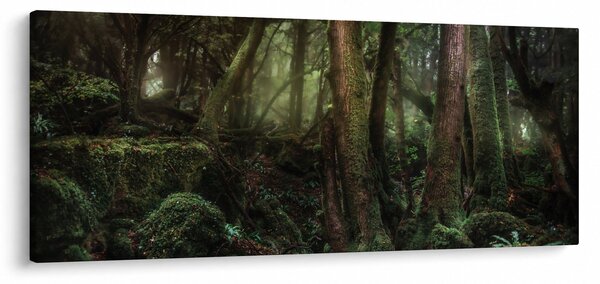 Obraz - Tajomný les (120x50 cm)