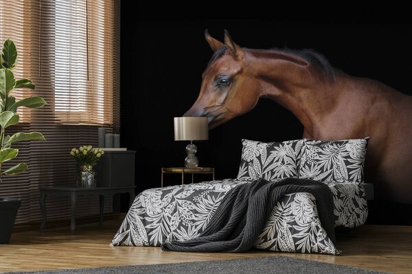Fototapeta - Hnedý kôň na čiernom pozadí (152,5x104 cm)