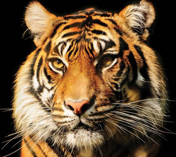 Fototapeta - Majestátny tiger (152,5x104 cm)