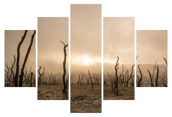 Obraz - Holé stromy (150x105 cm)