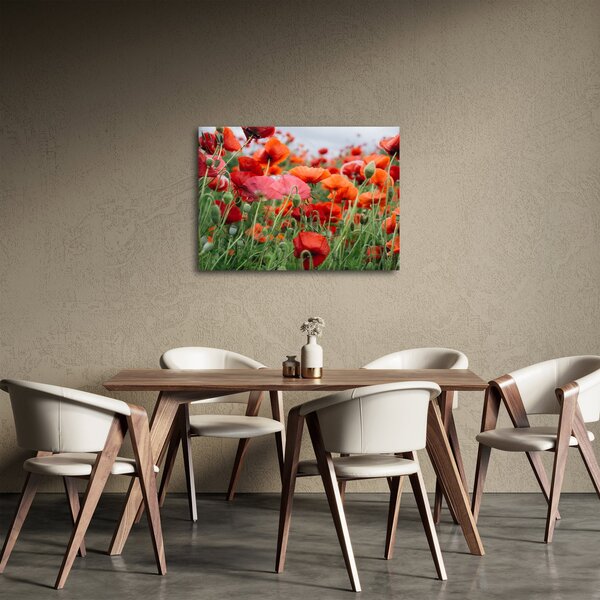 Obraz z poľa vlčích makov (70x50 cm)