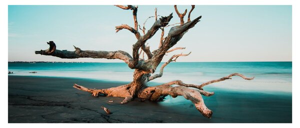 Obraz - Vyplavenie na pláži (120x50 cm)
