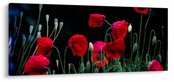 Obraz - Tanec vlčích makov (120x50 cm)