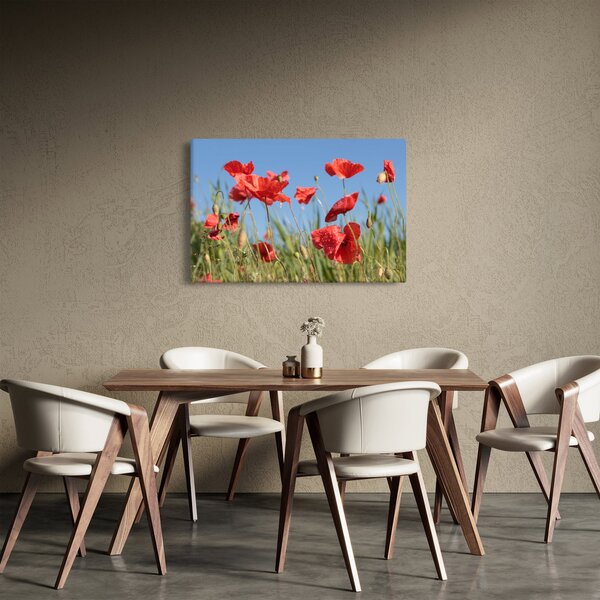 Obraz - Vlčie maky (90x60 cm)