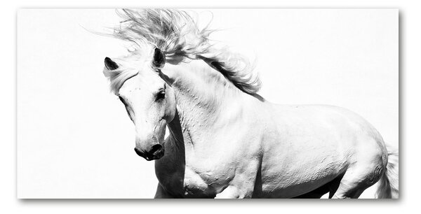 Foto-obraz fotografie na skle biely kôň