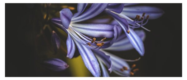 Obraz - Lila (120x50 cm)