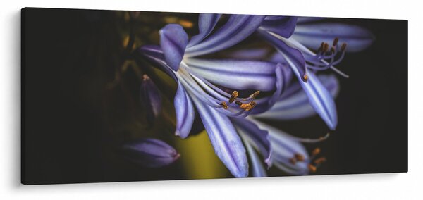 Obraz - Lila (120x50 cm)