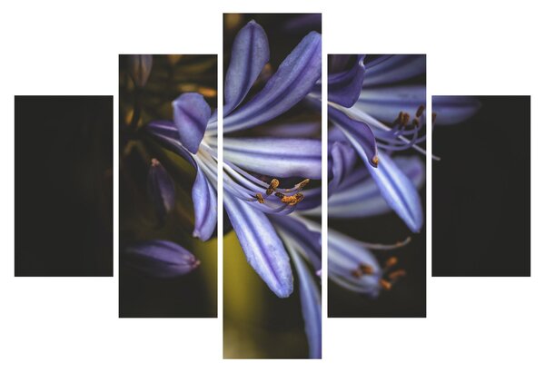 Obraz - Lila (150x105 cm)