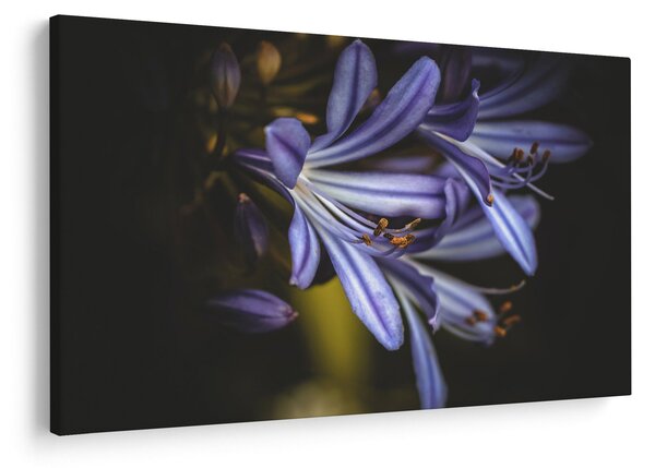 Obraz - Lila (90x60 cm)