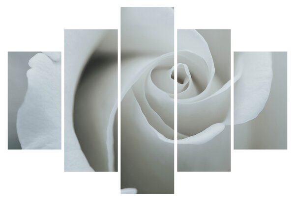 Obraz - Biela ruža (150x105 cm)