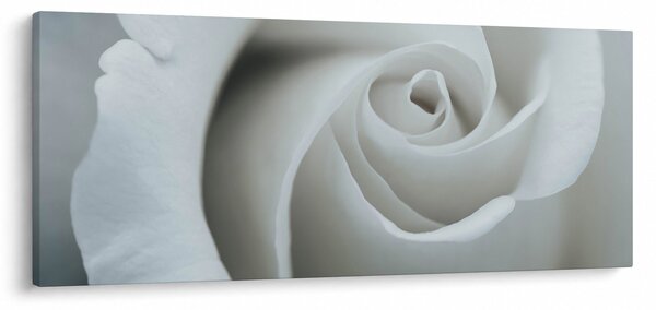 Obraz - Biela ruža (120x50 cm)