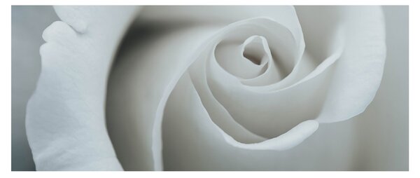 Obraz - Biela ruža (120x50 cm)