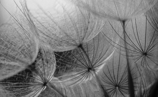 Fototapeta - Detail púpav (152,5x104 cm)