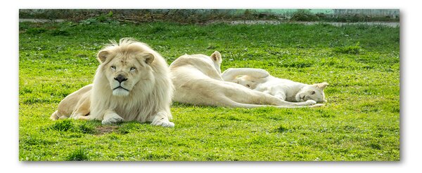Foto obraz akryl do obývačky Béžové levy