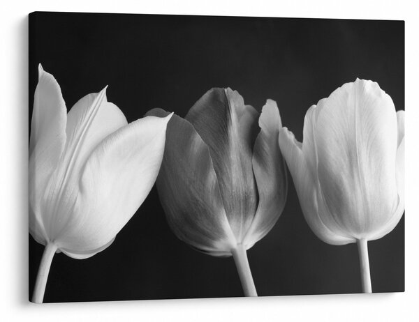 Obraz - Čiernobiele kvety tulipánov (70x50 cm)