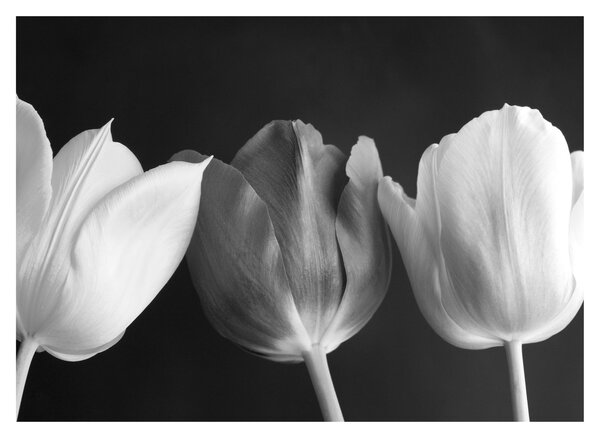 Obraz - Čiernobiele kvety tulipánov (70x50 cm)