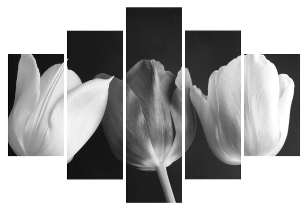 Obraz - Čiernobiele kvety tulipánov (150x105 cm)