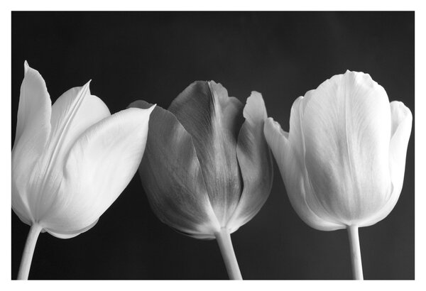 Obraz - Čiernobiele kvety tulipánov (90x60 cm)