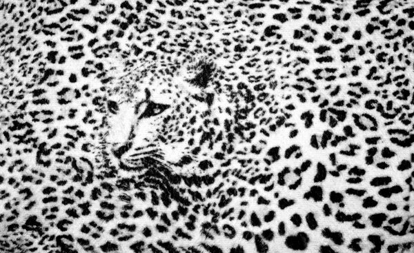 Fototapeta - Čiernobiela - gepard (152,5x104 cm)