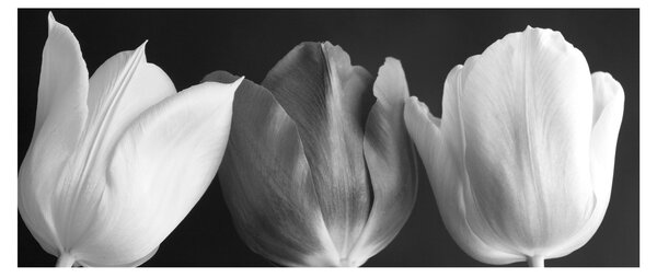 Obraz - Čiernobiele kvety tulipánov (120x50 cm)