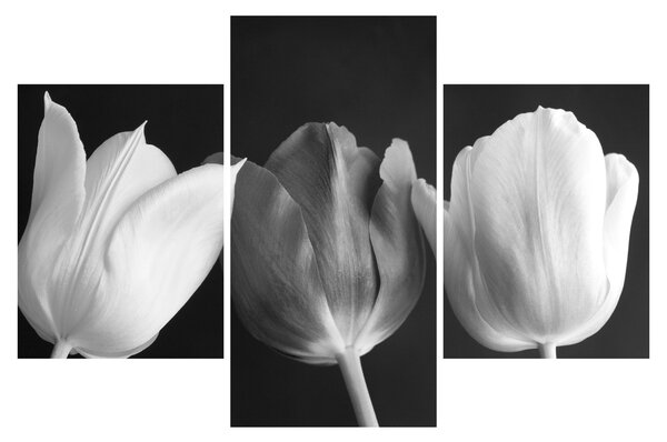 Obraz - Čiernobiele kvety tulipánov (90x60 cm)