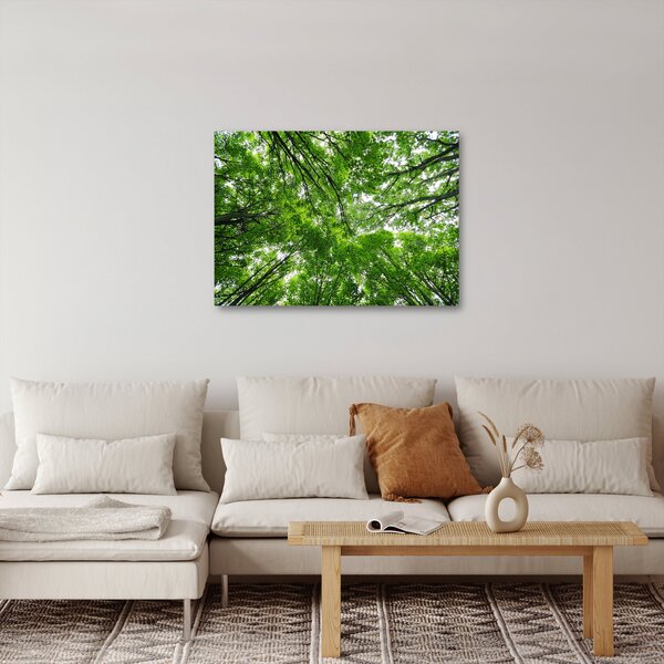 Obraz - Pohľad do korún stromov (70x50 cm)