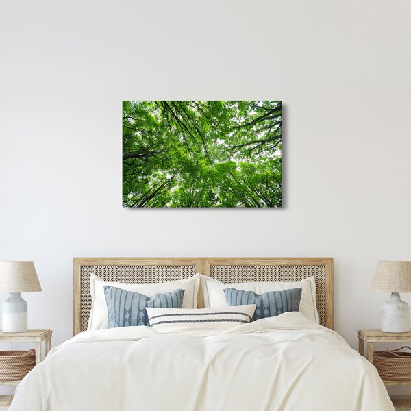 Obraz - Pohľad do korún stromov (90x60 cm)