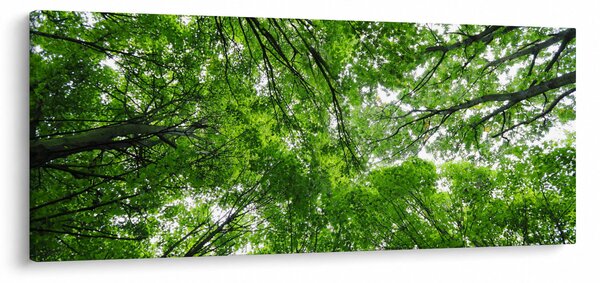 Obraz - Pohľad do korún stromov (120x50 cm)