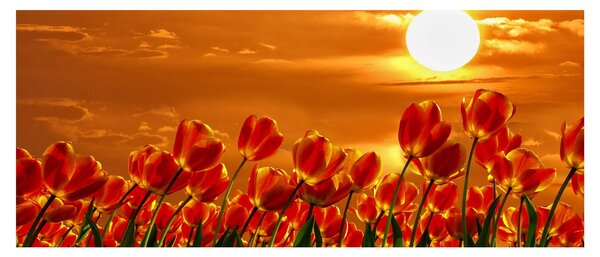 Obraz rozkvitnutého lánu s tulipánmi (120x50 cm)