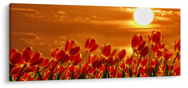 Obraz rozkvitnutého lánu s tulipánmi (120x50 cm)