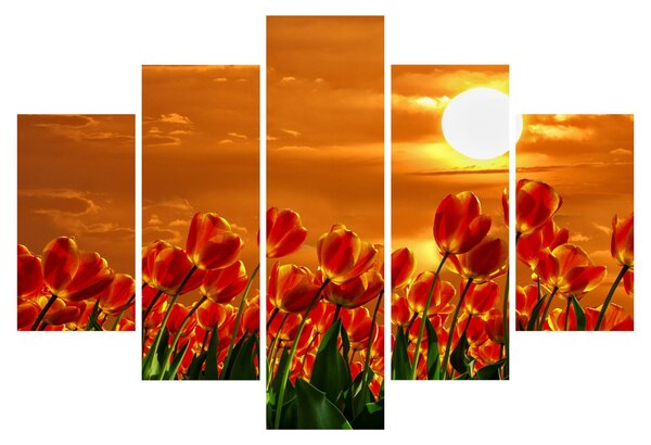 Obraz rozkvitnutého lánu s tulipánmi (150x105 cm)