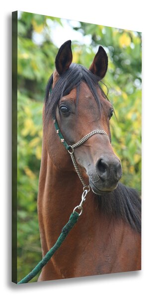 Foto obraz na plátne Portrét koňa
