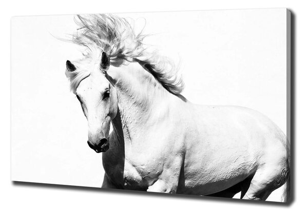 Moderný obraz canvas na ráme Biely kôň