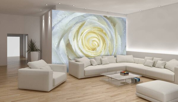 Fototapeta - Biela ruža (152,5x104 cm)