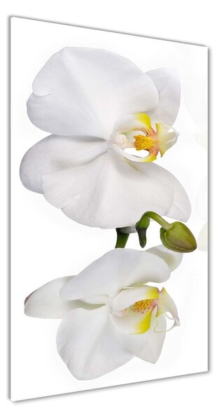 Foto obraz sklenený Biela orchidea