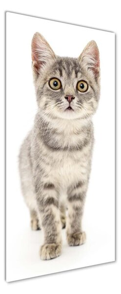 Foto obraz sklo tvrzené Sivá mačka