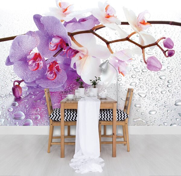 Fototapeta - Orchidey (152,5x104 cm)