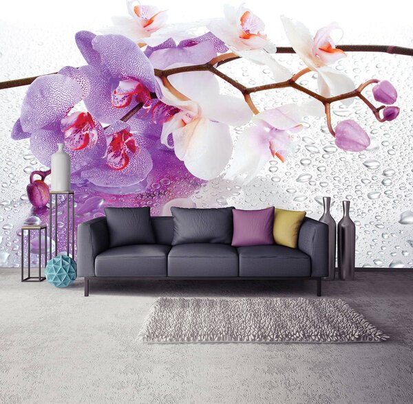 Fototapeta - Orchidey (152,5x104 cm)