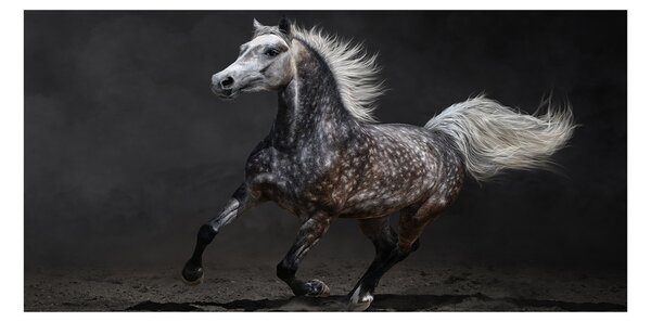 Foto obraz sklo tvrzené Sedna arabský kôň