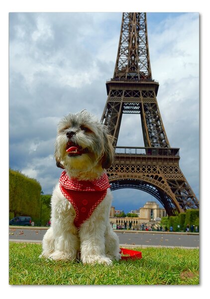 Foto obraz akrylový do obývačky Pes v Paríži