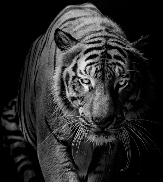Fototapeta - Tiger (147x102 cm)