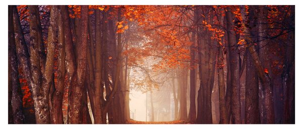 Obraz - Jesenné les (120x50 cm)