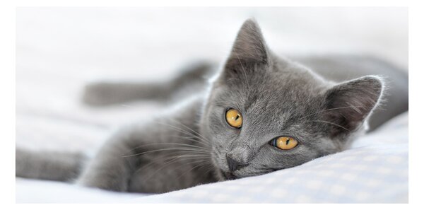 Foto obraz sklenený horizontálny sivá mačka