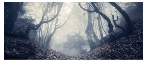 Obraz - Les v hmle (120x50 cm)