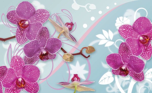 Fototapeta - Orchidea (152,5x104 cm)
